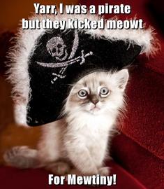cat pirate